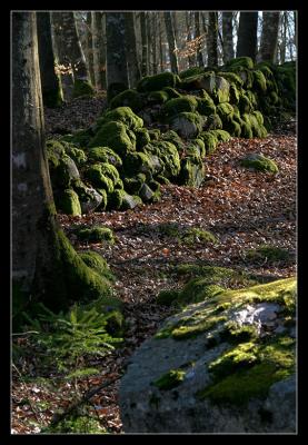 Old Property Line*by Olaf.dk10th Place