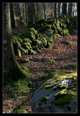 Old Property Line*by Olaf.dk10th Place