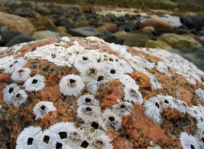 Seaside Granite * Neil Lawson