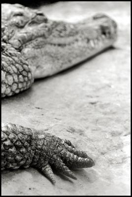 Reptile Hand *by Art 2
