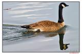 <b>Canada Goose</b><br>j trujillo