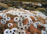 <b>Seaside Granite *</b>  Neil Lawson