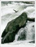Flying Upstream
