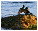 <b>Smug on the Rocks</b>*