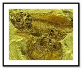 Fossil *