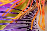 Passionflowers *