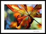 <b>6th Place</b><br><i>All About Color<br>by Angela Johnson</i>