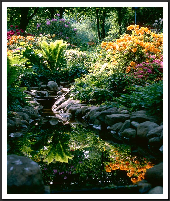 *  Rhododendron Reflection  *
