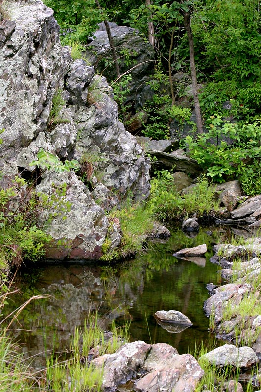 Pond in Great Falls Park