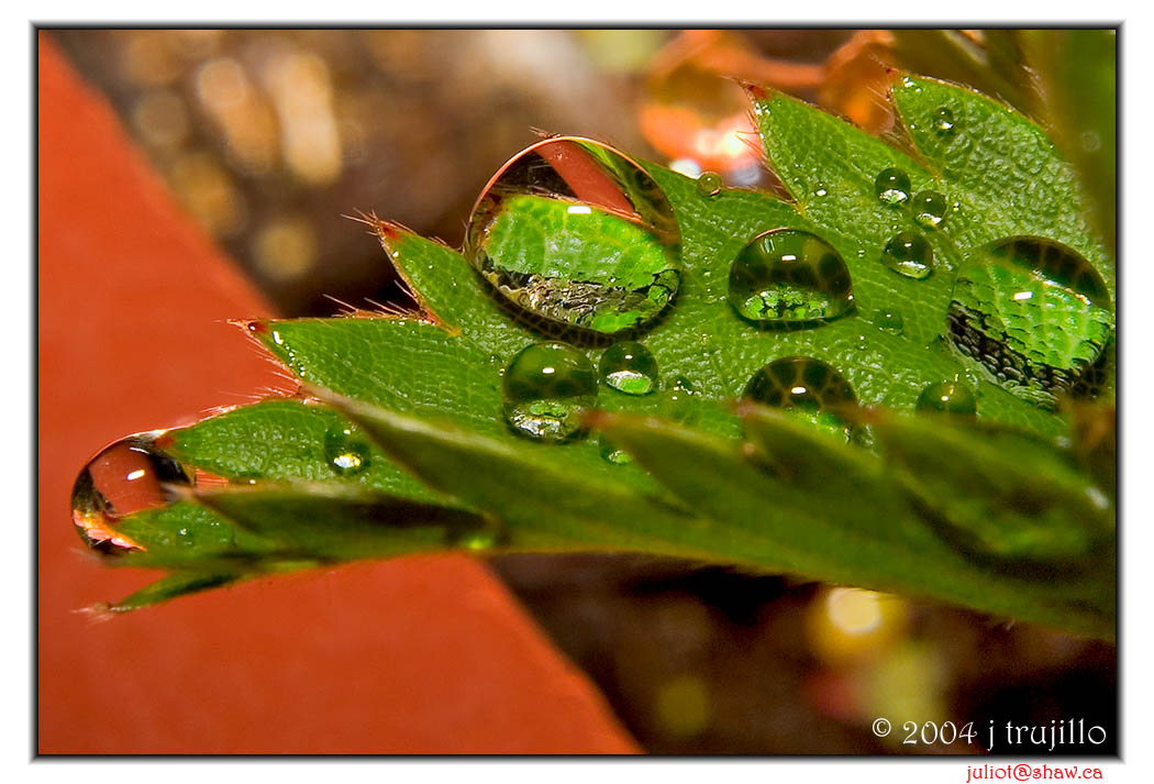 <b>Raindrops on strawberry plant</b><br>j trujillo