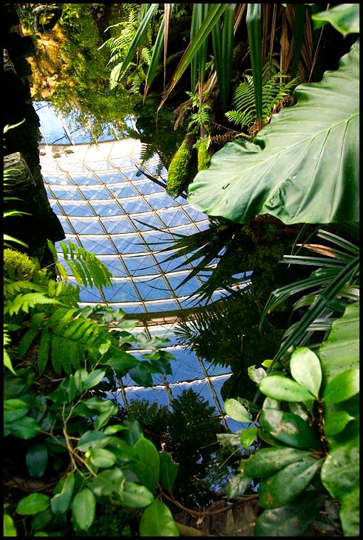 <b>Jungle?</b><br>by Art 2