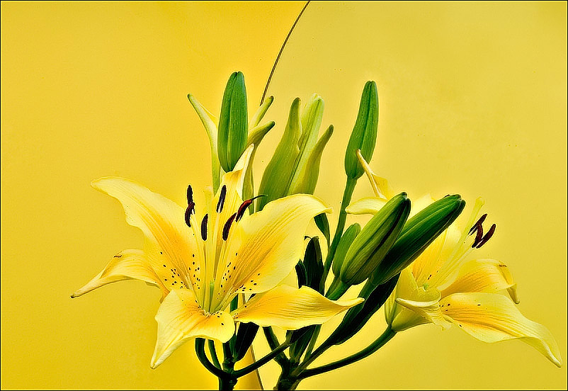 <b>9th Place<br> Yellow Reflections</b><br><i>by Vikas</i>