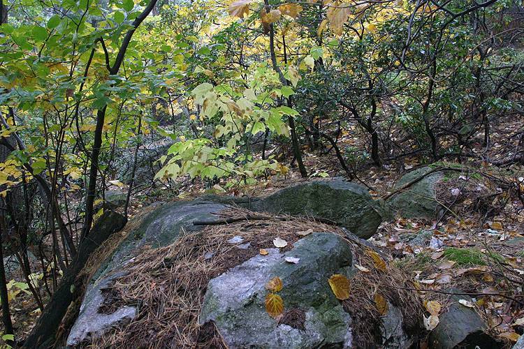 Rocks by the Path