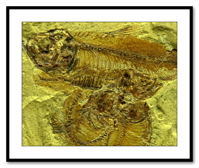 Fossil *