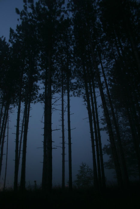 <b>9th Place</b><br>Forbidden Forest<br><i>by Jude Mc</i>