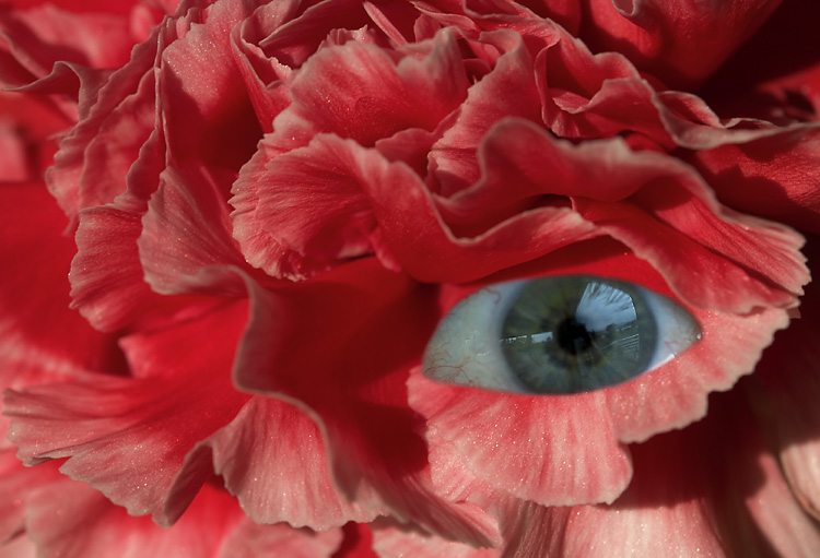 Floral Vision
