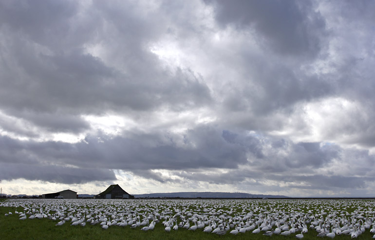 Snow Geese and Clouds (*)