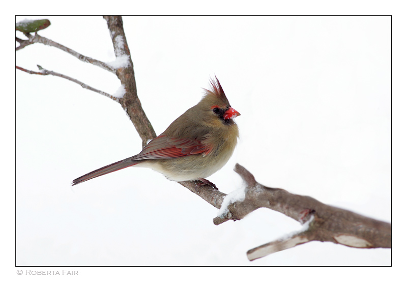 Cardinal in Snow