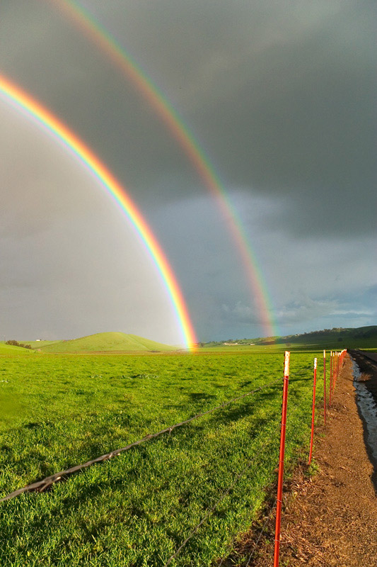 Barbed Rainbow*
