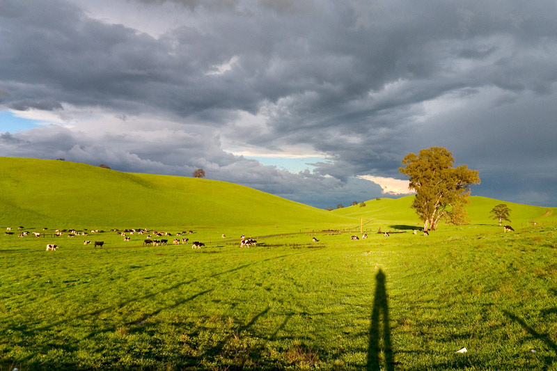 Long Shadows*