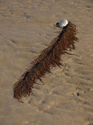 Sea Fern on Rock