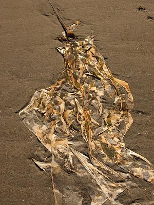 Sun Dried Kelp