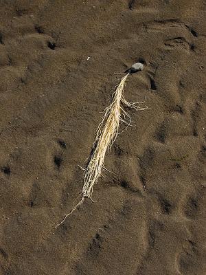 Sea Grass on Rock