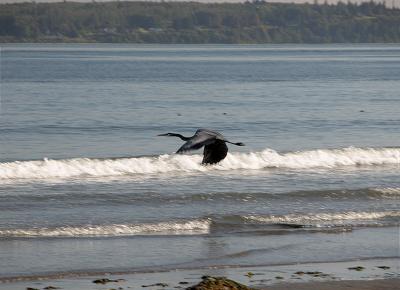 Great Blue Flight