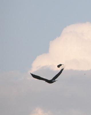 Pesky Crow