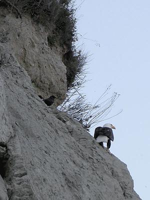 Crow & Eagle (cropped)