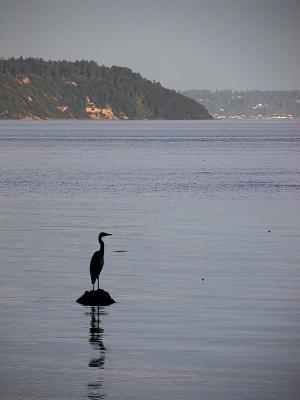 Heron Tranquility