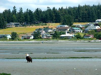 National Bird observes July 4th activities