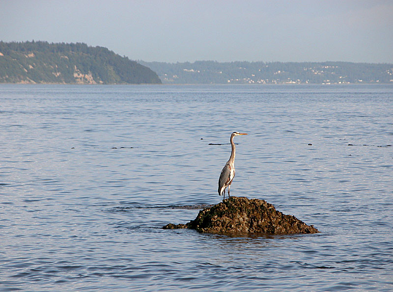 Great Blue Heron