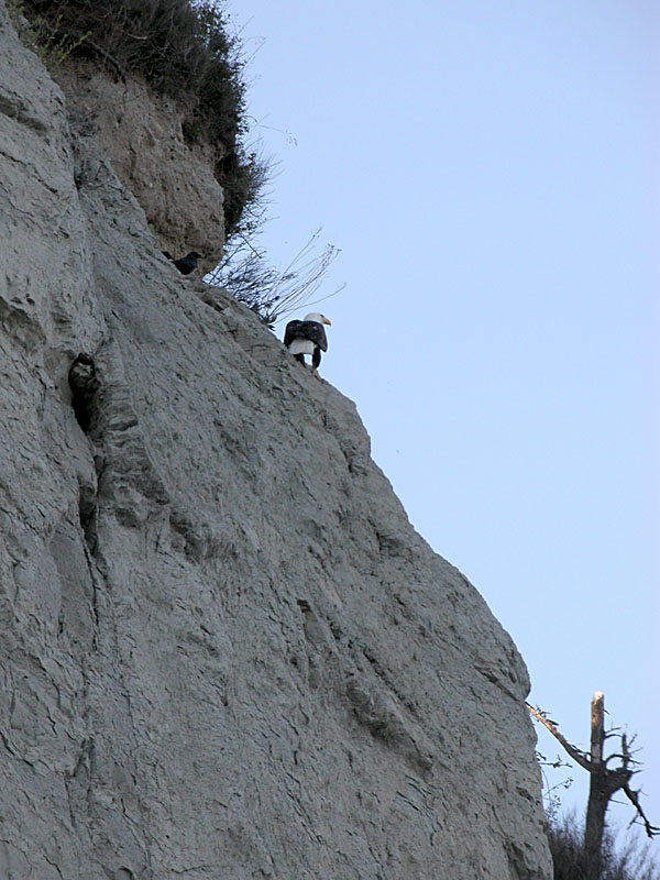 Crow & Eagle