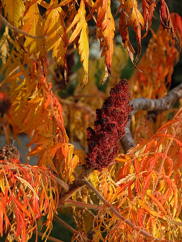Sumac