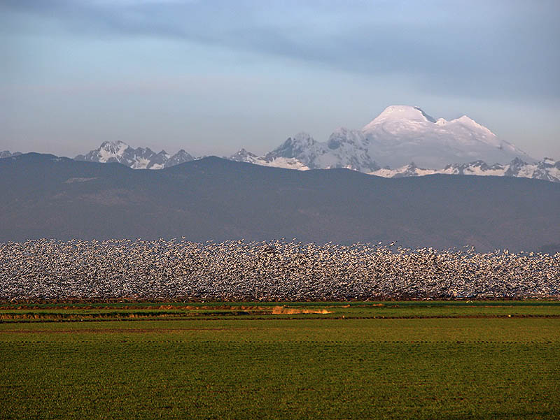 Snow Geese Liftoff