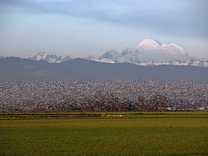 Snow Geese Mass Ascension