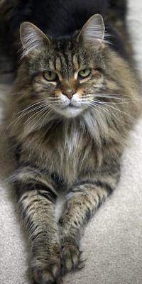 Yes, Of Course I'm Beautiful