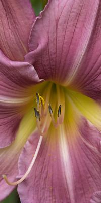 Day Lily