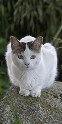 White Cat