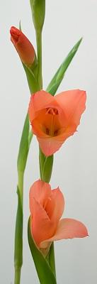 Gladiola *