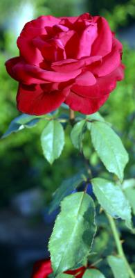 Red Rose *