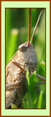 Sir Grasshopper *