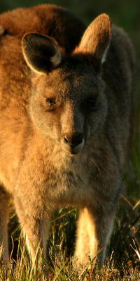 Australia (*)