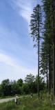 Edge of Schwarzwald (*)