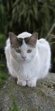 White Cat