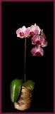Soft Lit Orchid  *