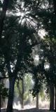 * Tall Oaks *