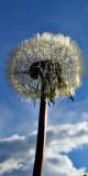 Fly with the wind  *