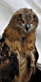 Watchful eyes *